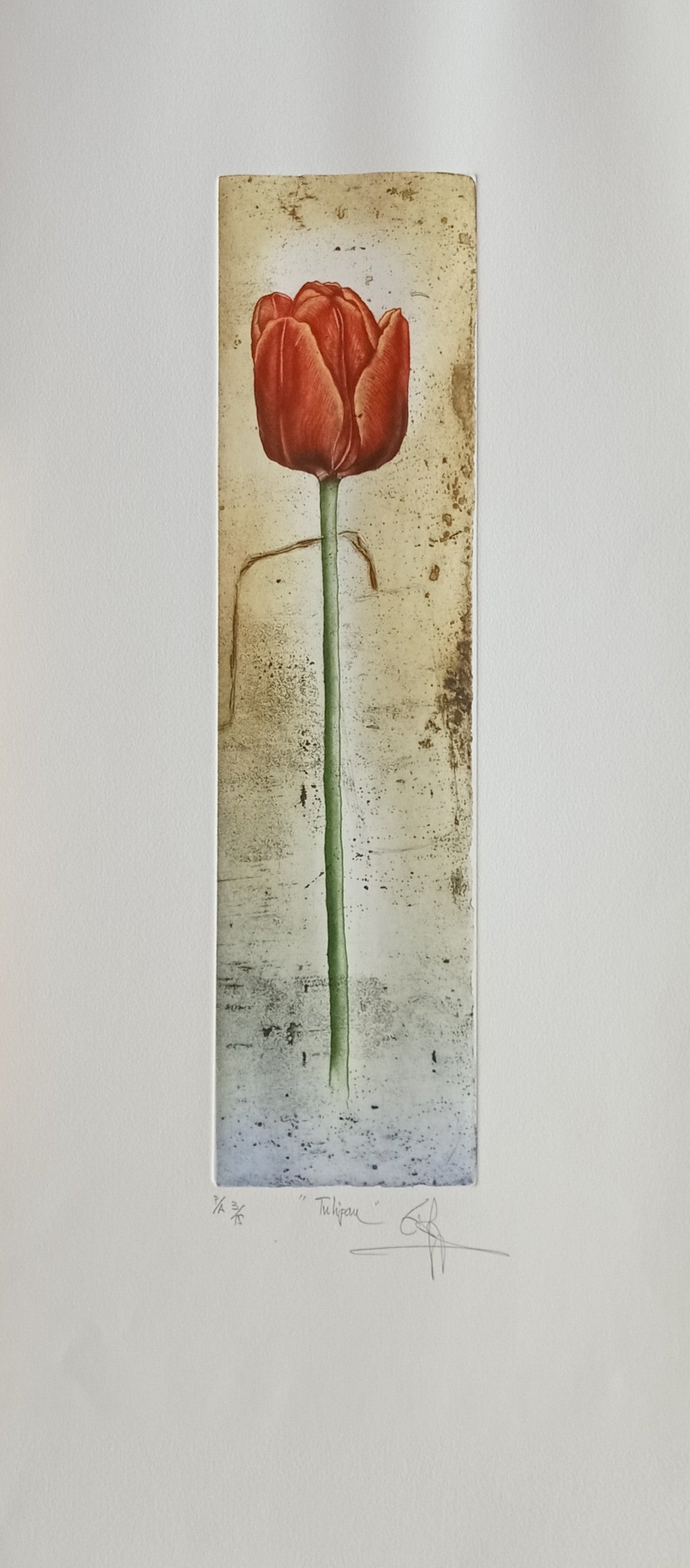 TULIPÁN