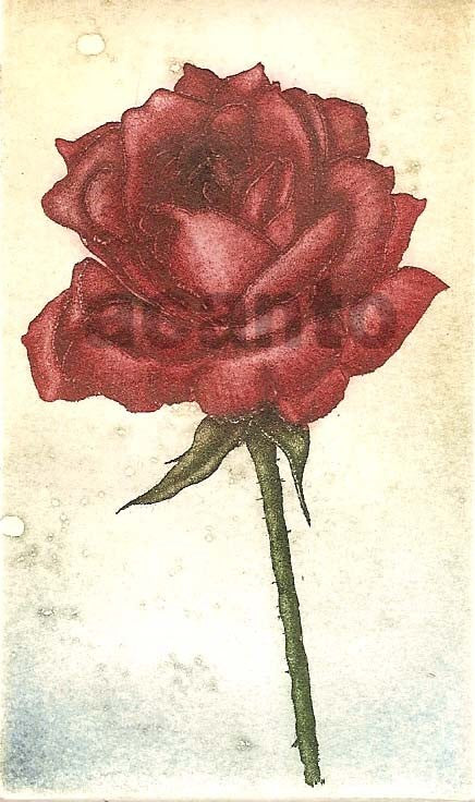 ROSA 'FRAGANCIAS' (25X17CM)